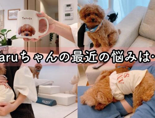 【vlog】療育参観の日。Taruちゃんの最近の悩み。Rasuくんの苦手なおもちゃ😂トイプードルのTaruto＆Rasuku