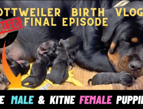 Rottweiler Lady OllieLady Ollie Huye Total 9 Puppies : Kitne Male Or Kitne Female ? Dog Birth Vlog