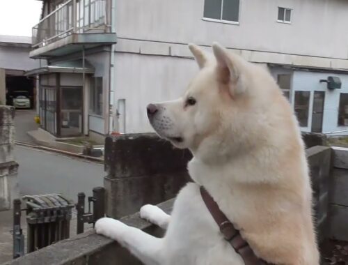 【秋田犬ゆうき】熊が出ました♪のニュースばかりなのでお散歩後は家の周りを一通り巡回する【akita dog】