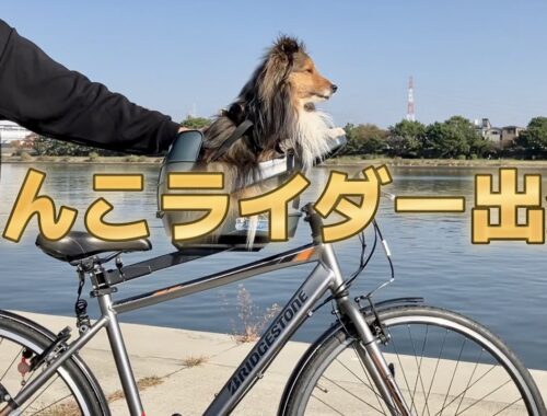 自転車に乗ってお散歩する犬 愛犬シェルティキキvlog