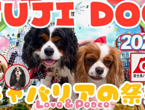 【キャバリアの祭典】富士急ハイランドでFUJI DOGが再び‼️「日本最大級」最高のイベント💛前編