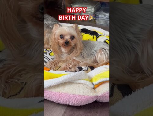 イチゴ姐さん12歳の誕生日🎂　#ヨーキー #ヨークシャーテリア #dog