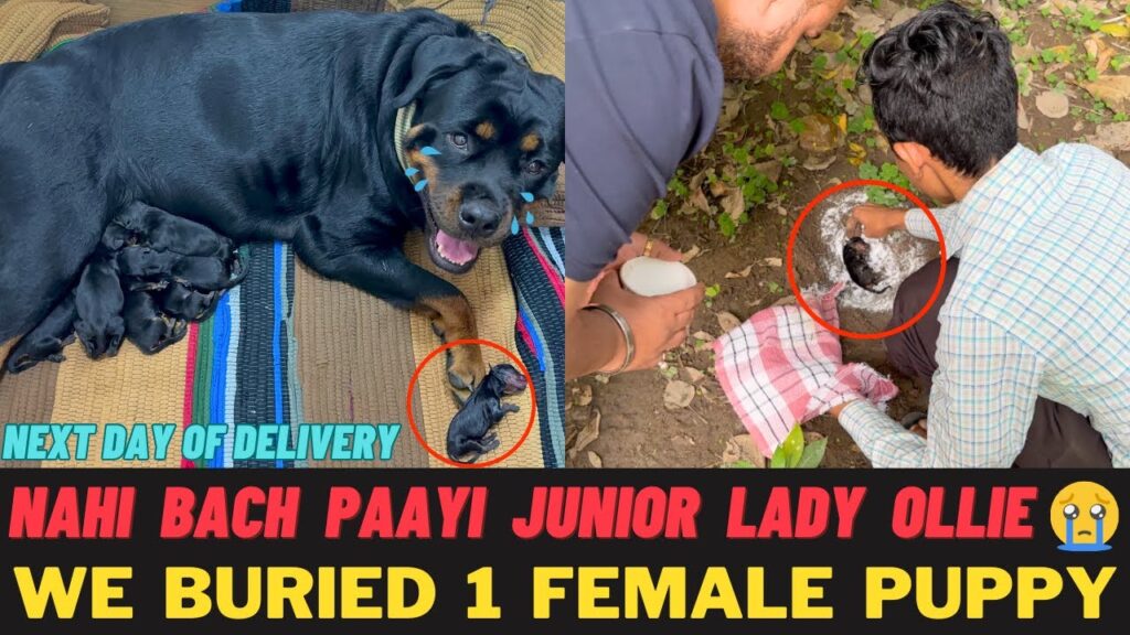 Rottweiler Puppy Nahi Bach Paayi: We Burried Junior Lady Ollie | Lady Ollie Bohot Udaas Hai Rottweiler Puppy Nahi Bach Paayi: We Burried Junior Lady Ollie | Lady Ollie Bohot Udaas Hai