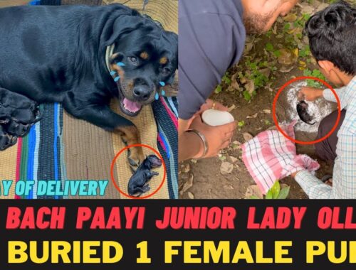 Rottweiler Puppy Nahi Bach Paayi: We Burried Junior Lady Ollie | Lady Ollie Bohot Udaas Hai