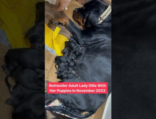 Rottweiler Puppies Live Birth Video #shorts #rottweiler #dogs #youtubeshorts #namitaology #bubzee