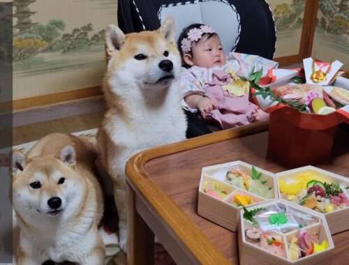 赤ちゃんが主役のイベントにソワソワしながら食べ物を凝視する柴犬