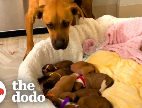 Scared Mama Dog With 14 Puppies Slowly Begins To Trust Her Rescuers | The Dodo