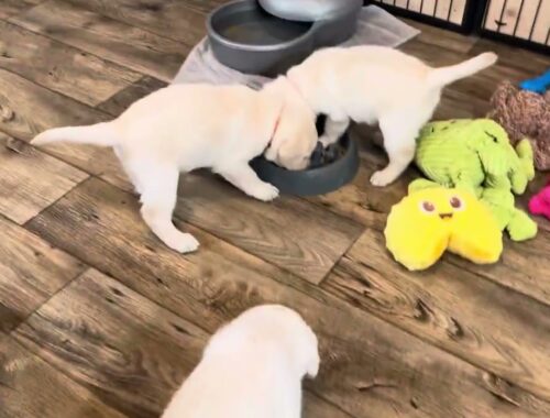 Lab Puppies eat Lunch from NEW Maze Bowls! #puppyvideos #labrador #cutepuppies