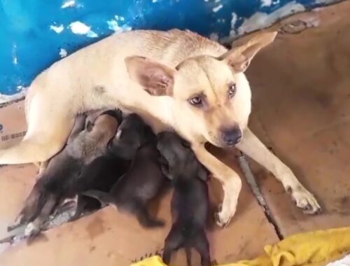 She could only hug her hungry puppies and wait in vain for their owners