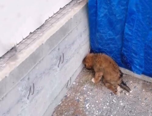 The Injured Orphan Puppy Is Scared Of Humans Because Of Their Disgusting Pranks...