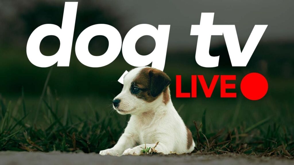 DOG TV LIVE – 24/7 Virtual Walking and Exciting Footage for Dogs to Watch! DOG TV LIVE - 24/7 Virtual Walking and Exciting Footage for Dogs to Watch!