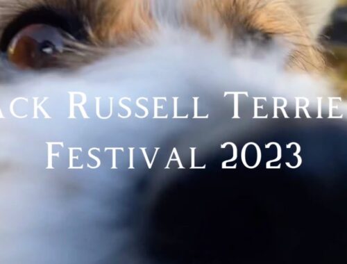 Jack Russell Terrier Festival 2023【ダイジェスト】#ジャックラッセルテリア
