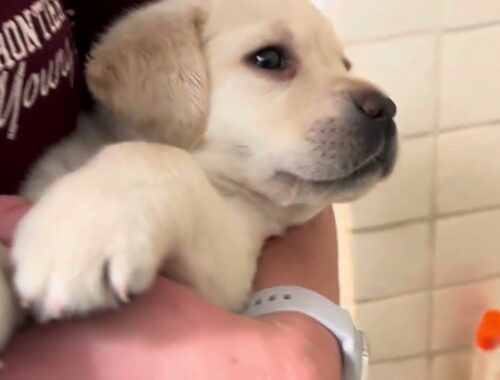 GINGERBREAD the Lab Puppy has her FIRST Bath #labrador #puppies #cutepuppies