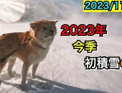 【びしゃもん】2023年11月25日『初積雪の日のお散歩』★ダイジェスト版　2023 first snowfall