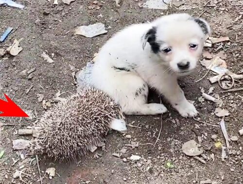 The Puppy Was Abandoned In The Ditch And Was Bitten By A Hedgehog. His Eyes Were Asking For Help.