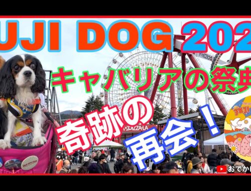 【キャバリアの祭典】FUJI DOG2023キャバリアの祭典で奇跡の再会！