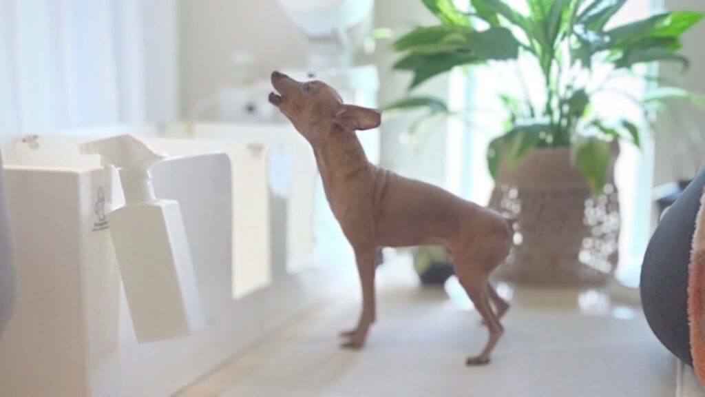 侵入者から家族を守るレイス君が愛おしすぎた【ミニピン/元保護犬】 侵入者から家族を守るレイス君が愛おしすぎた【ミニピン/元保護犬】
