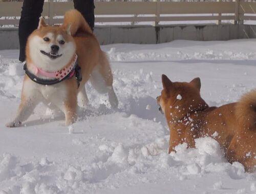 実家の柴犬の雪遊びが破壊力凄すぎた。。