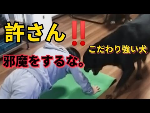 【ロットワイラー】こだわり強い犬 絶対に許さない‼️弟ピットブルと兄弟ケンカ？！