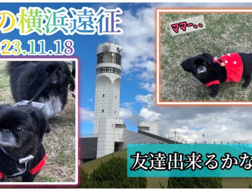 【初遠征】横浜シンボルタワー＊犬見知りのペキニーズはなちゃんはお友達出来るかな？#pekingese   #dog  #peki  #いぬ  #犬のいる暮らし #保護犬  #いぬすたぐらむ