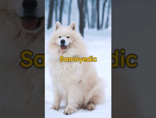 Samoyed Secrets: 🐾❄️ Charms of this Arctic Fluffball! #shorts #samoyed #pets #dog #animals #facts