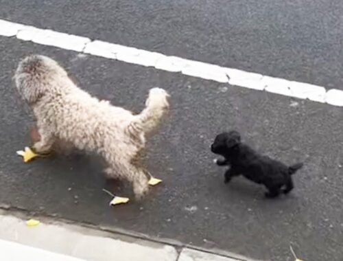 Stray dog mom leads puppy to forage, but found Nothing in trash can