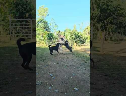 Rottweiler vs Alabai