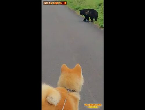 秋田犬が散歩中に熊と遭遇①　【秋田犬Vlog】#Shorts