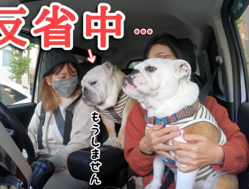 大好きなバァバとの東京観光で愛犬が調子に乗りすぎた結果がこちら…