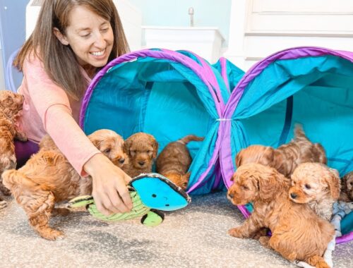 Mini Goldendoodle Puppies First Reactions To The Tunnel