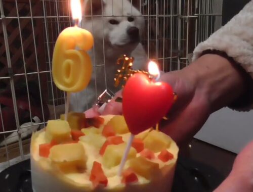 【秋田犬ゆうき】六歳の誕生日♪を迎えることが出来たので皆からお祝いをして貰いました【akita dog】