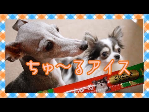 ちゅ～るアイスを食べたチワワとイタリアングレーハウンド（イタグレ）【犬動画】