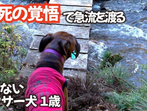 水嫌いの強面ボクサー犬と川に 困った顔が可愛かった!! 2泊3日西富士オートキャンプ場
