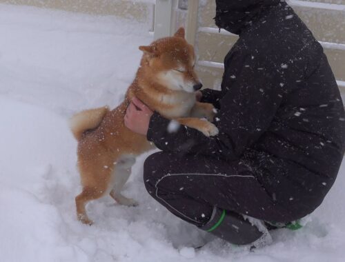 ヤバすぎる吹雪で散歩大好きな柴犬が拒否反応を見せた日。