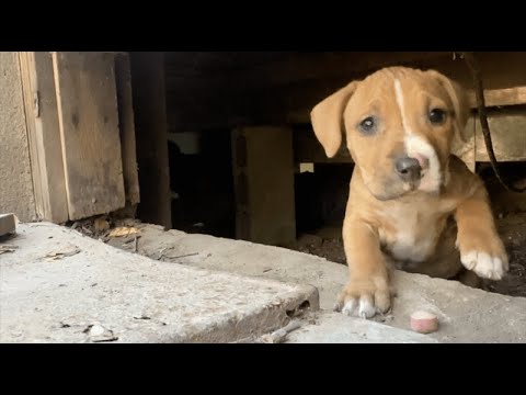 Puppies Found in Tiny Crawlspace - Stray Rescue of St.Louis