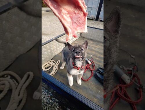 イノシシの骨喰う子犬 #日本犬 #猟犬#紀州犬#日本犬#子犬 #いぬのきもち#いぬのいる生活