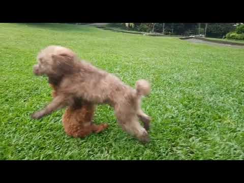 playtime of 2 cute puppies #cutepuppies #puppiesplaying