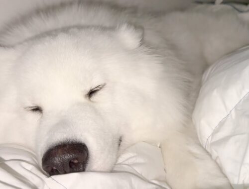 眠くなると分かりやすく目がトロンとするサモエド犬が可愛すぎました…。