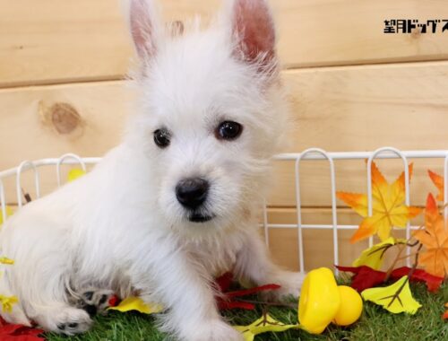 ウエスト・ハイランド・ホワイト・テリア子犬(ウェスティー) 2023年7月23日生まれ男の子