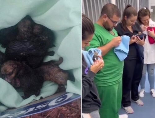 1-Day-Old Puppies Abandoned at the Bus Station, They Screamed and Cried But Everyone Ignored