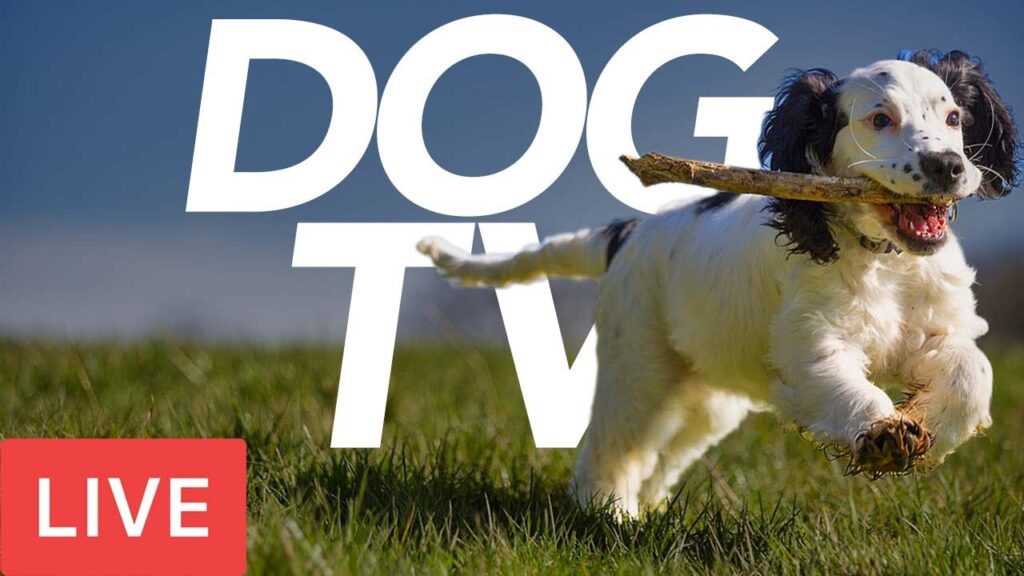 Exciting LIVE Dog TV - Relax Your Dog with Interactive Footage! (24/7)