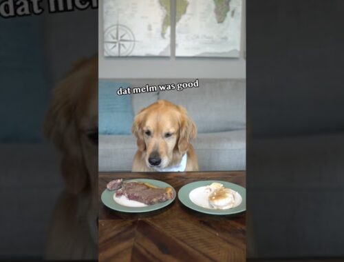 Leaving my dog with steak and chicken #goldenretriever #dog