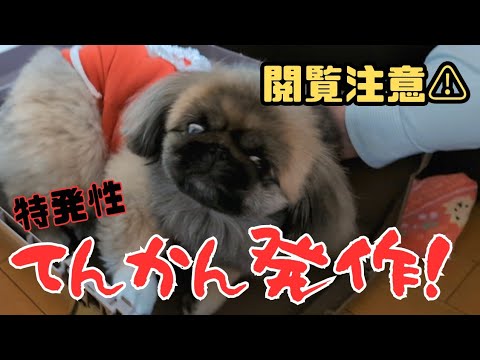 【実録】またもや愛犬を襲った突然のてんかん発作!!