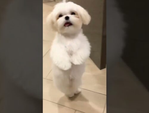cute puppy dance