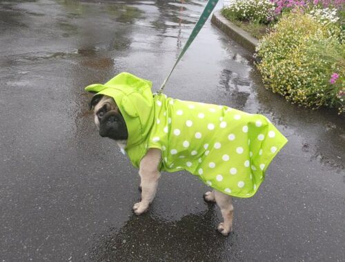 はじめて雨の日に散歩したパグ