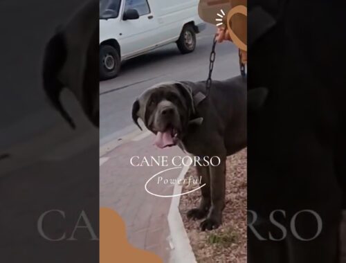 The Loyal Protector: Understanding the Mighty Cane Corso #canecorso #dogbreeds  #shorts