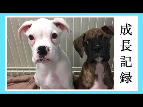 【スライドムービー】　ボクサー犬2匹の成長記録