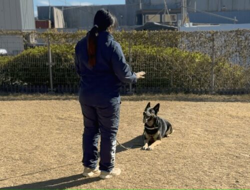 愛犬が久しぶりに警察犬訓練所で訓練してもらった結果…ｗ【ジャーマンシェパード】
