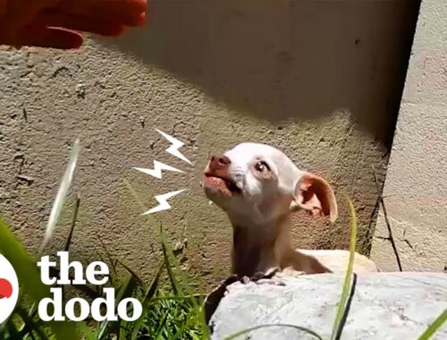 People Find Terrified Puppy Under Bridge | The Dodo