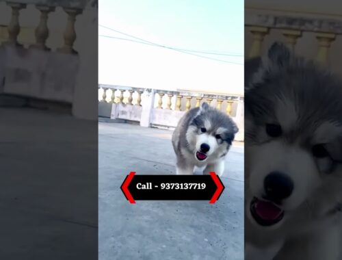 Husky puppy for sale| For puppy contact 9373137719 #goldenretriever#husky #new #viral #new #trending